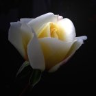 Vibrant white rose with purple-edged petals on dark background