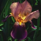 Colorful Iris Flower with Purple and Gold Hues on Dark Background