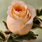 Delicate Pale Pink Rose with Yellow Center and Green Leaves