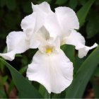 Pristine white iris with golden yellow center and dark green leaves