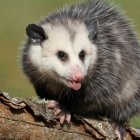 Hybrid Raccoon and Badger Creature on Autumn Tree Branch