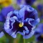 Colorful blue and purple pansy flowers with yellow centers on green backdrop