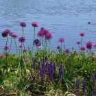 Colorful digital artwork: Imaginary field with purple flowers under blue sky