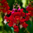 Beautiful Vibrant Red Flowers with White Centers and Yellow Stamens