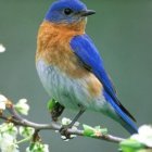 Colorful Bird Perched on Blossoming Branch in Green Setting