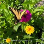 Colorful butterfly on purple coneflower with yellow blooms and green foliage