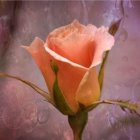 Delicate Orange Rose in Bloom with Soft Pink Petals