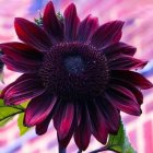 Detailed Purple Flower with Dark Center on Pink Bokeh Background