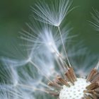 Close-up of dandelion seeds dispersing in sunlight bokeh.