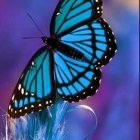 Blue Butterfly on Blue Flowers with Purple Background