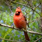 Vibrant red cardinal on branch with green leaves and red berries