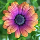 Vibrant purple and orange daisy with blue center in green foliage