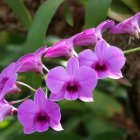 Detailed purple orchids on blurred green background.