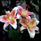 Three Pink and White Lilies with Speckled Petals on Dark Background