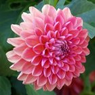 Vibrant pink dahlia with intricate petals on soft-focus green foliage