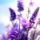 Vibrant Purple Flowers and Buds with Soft-focus Background