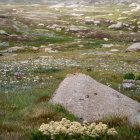 Colorful Wildflower Field with Rocks in Soft Glow