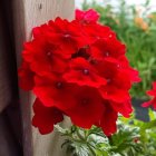 Bright red petunias in window box under soft sunlight with green foliage.