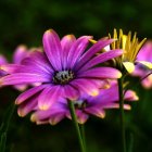 Pink daisies and green foliage in soft-focus garden scene