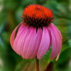 Vibrant purple coneflower with drooping petals and spiky orange center in green foliage