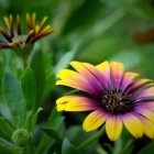 Vibrant purple and yellow daisies on green grass background