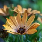 Colorful Floral Painting: Orange and Purple Petals with Dew Against Green Foliage