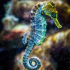 Colorful seahorse illustration with spiral tail and intricate patterns