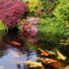 Colorful koi fish and lily pads in serene pond