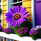 Purple Flower with Yellow Center on White Ledge Amid Colorful Background