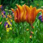 Colorful Blooming Tulips Among Vibrant Garden Flowers