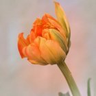 Close-up of Blooming Orange Dahlia with White-Tipped Petals