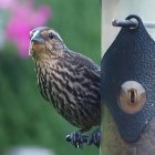 Colorful Bird with Rainbow Feathers and Blue Sneakers on Bird Feeder in Floral Setting