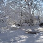 Snow-covered trees and street lamps in a magical winter night.