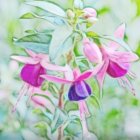 Pink and White Flowers in Soft Watercolor Style