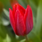 Striped Red and Purple Tulip Bloom Among Green Foliage