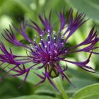 Vibrant purple flower with long petals and yellow stamens on green backdrop