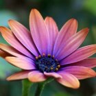 Vibrant purple and orange flower with delicate petals and dark indigo center.