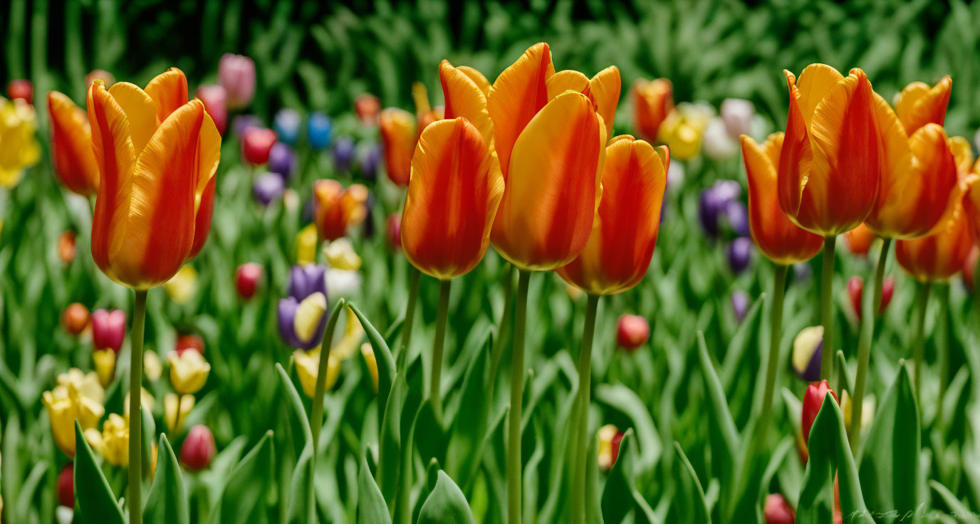 Colorful Blooming Tulips Among Vibrant Garden Flowers