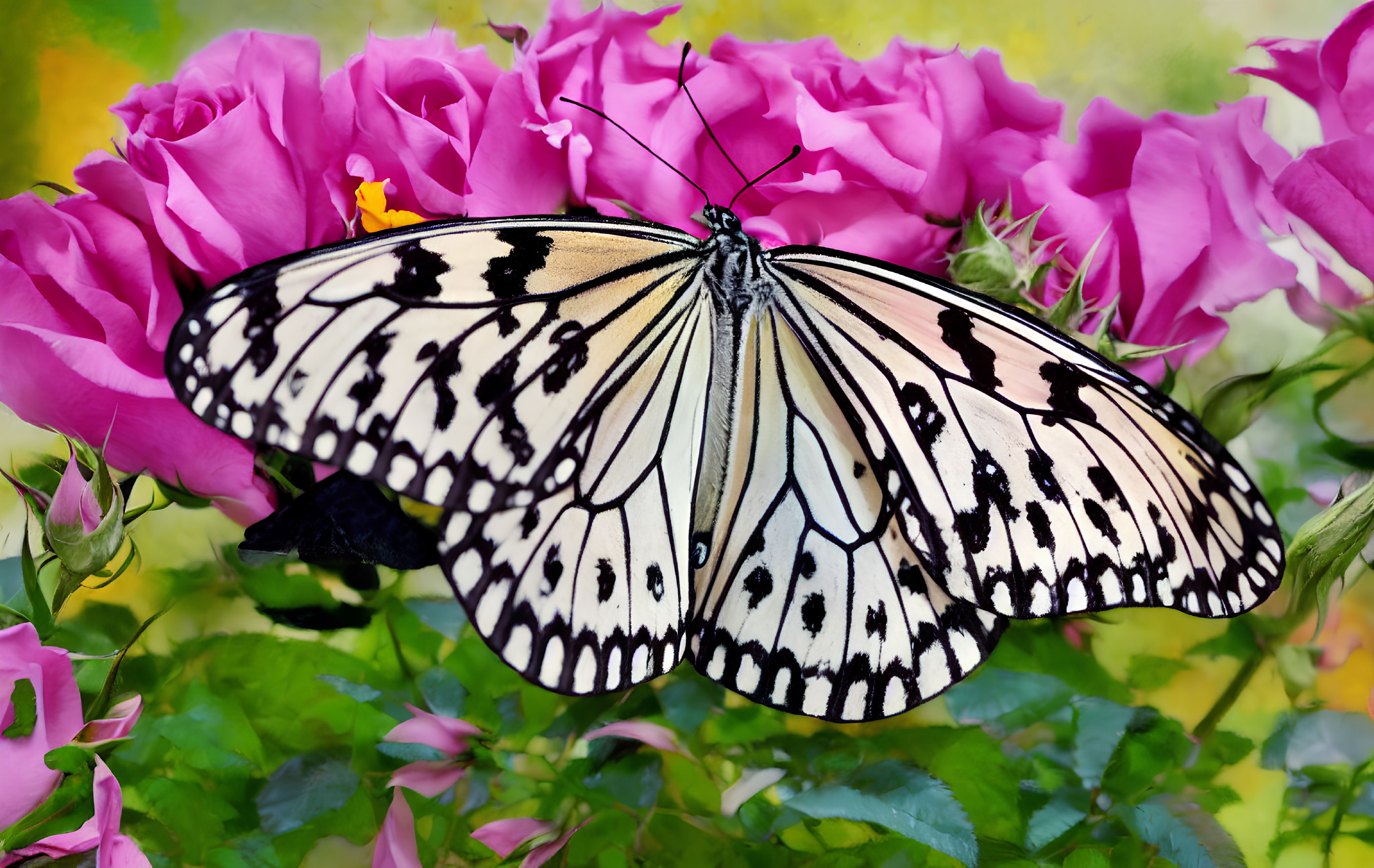 Colorful Butterfly on Black and White Wings with Pink Roses in Soft-focus Background