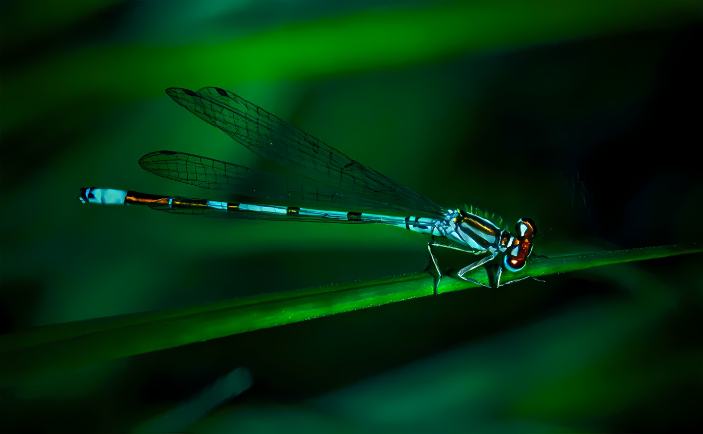 Dragonfly