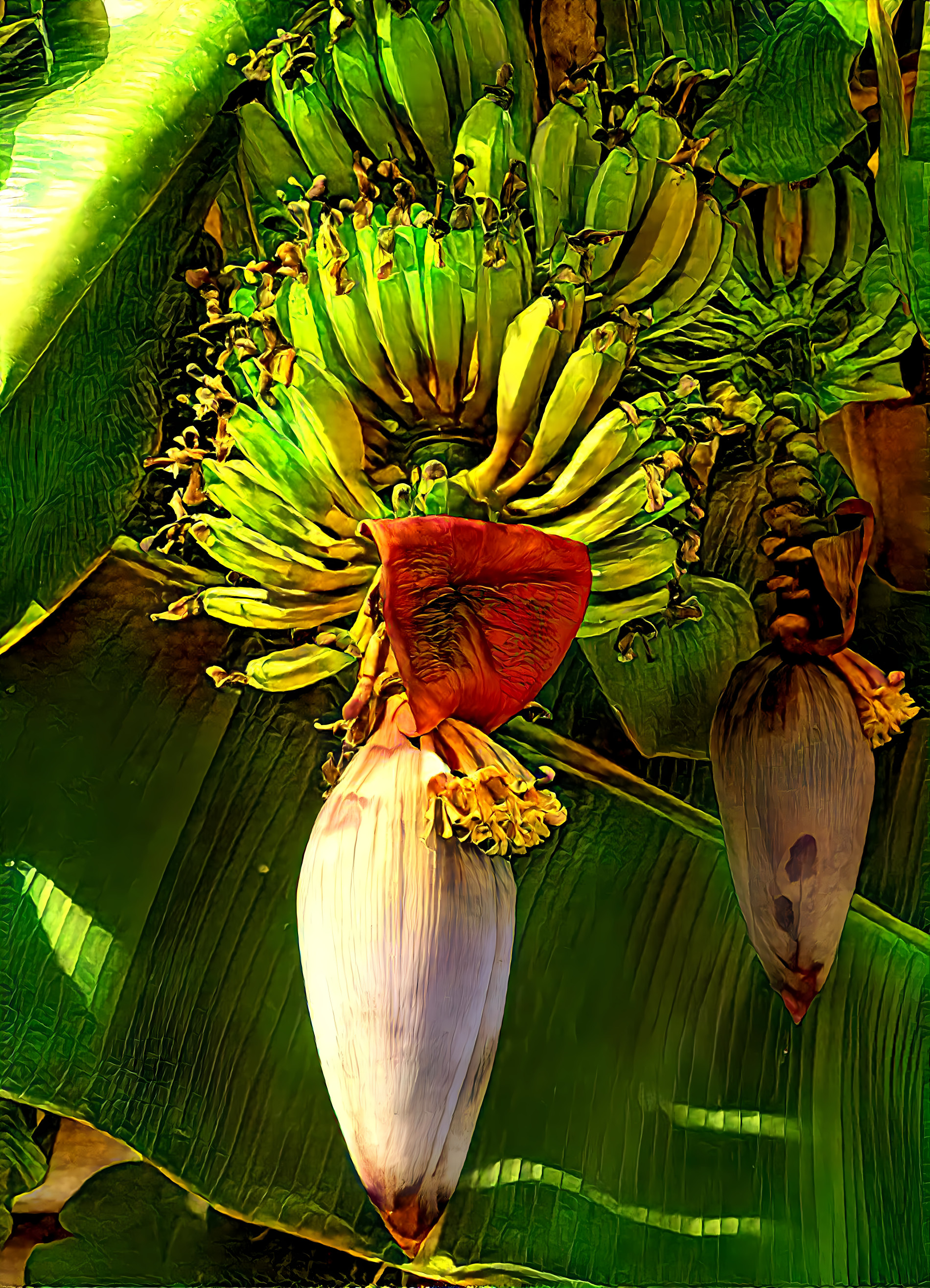 Banana fruit and flowers