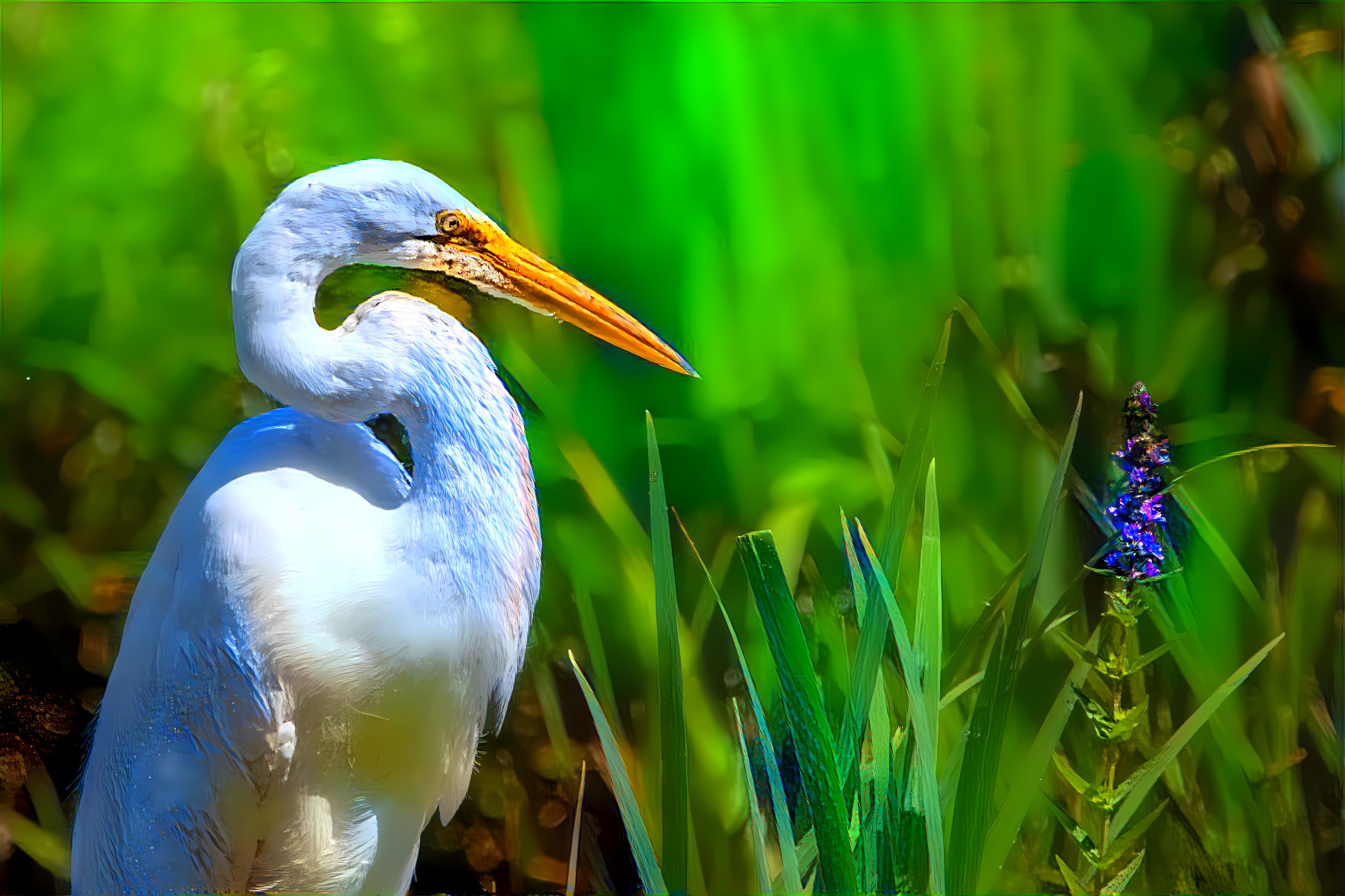 Great Egret