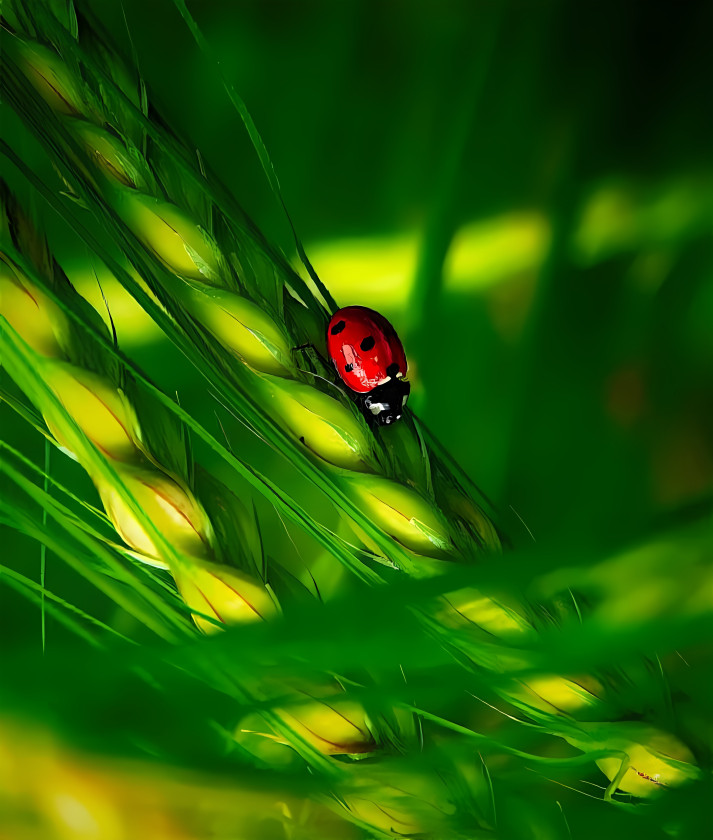 Ladybird