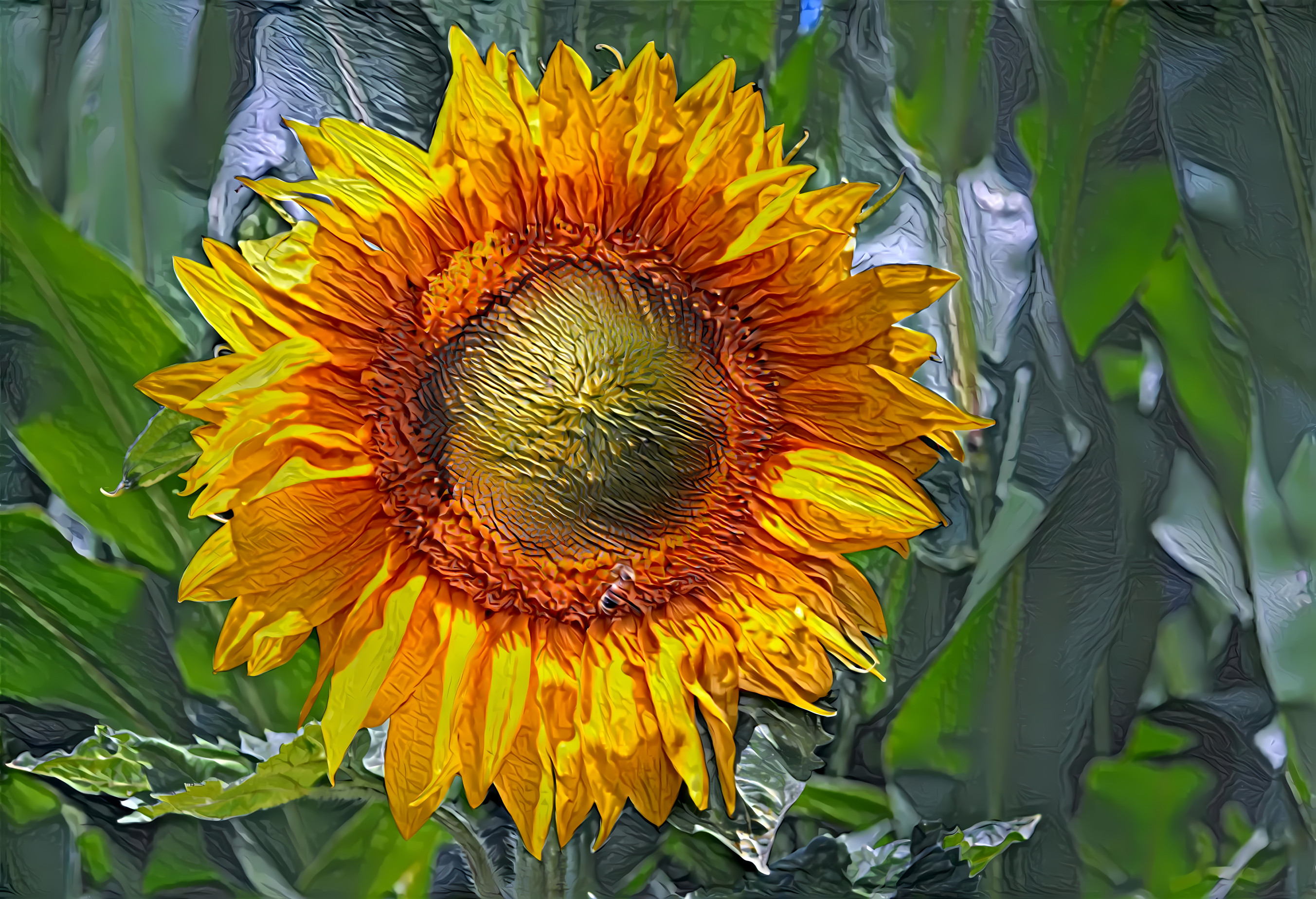 Sunflower National flower of Ukraine