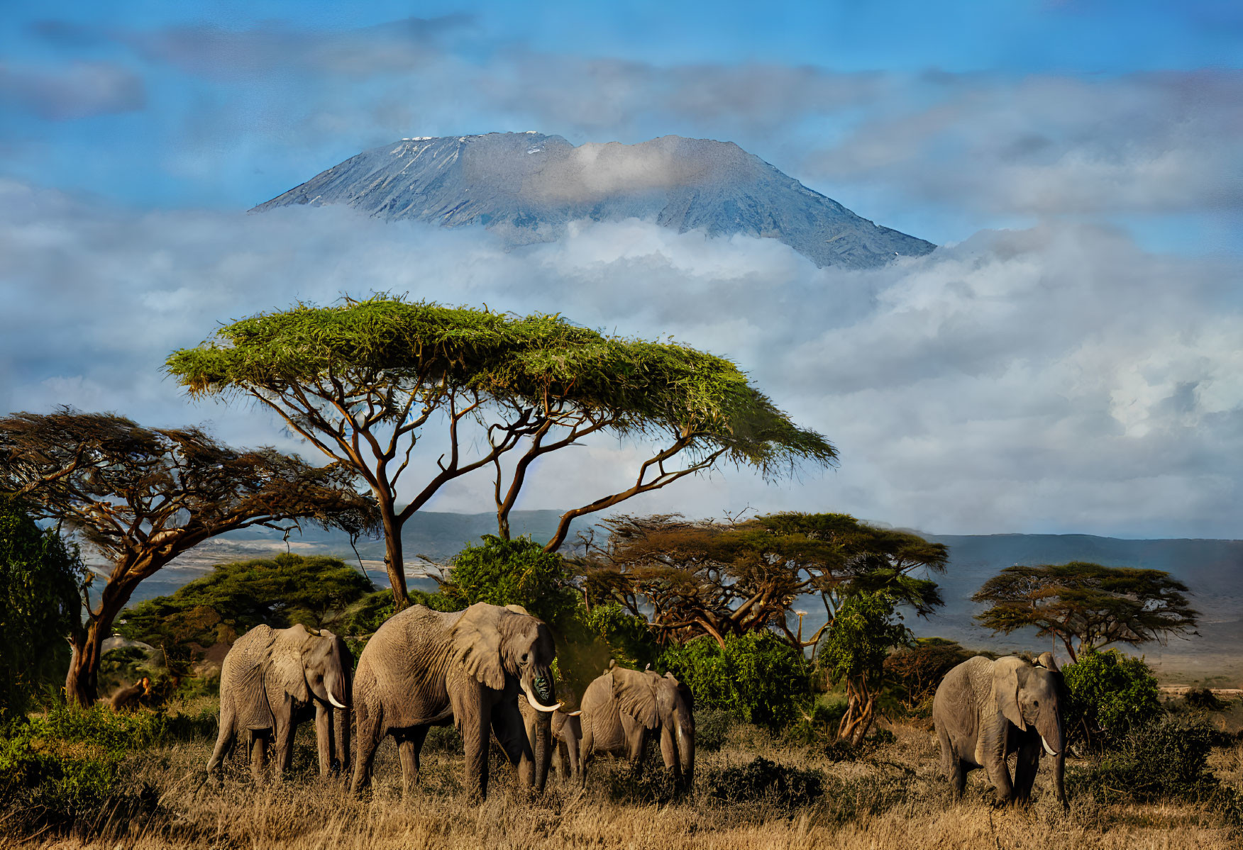 Elephants under acacia trees with Mount Kilimanjaro in mist.