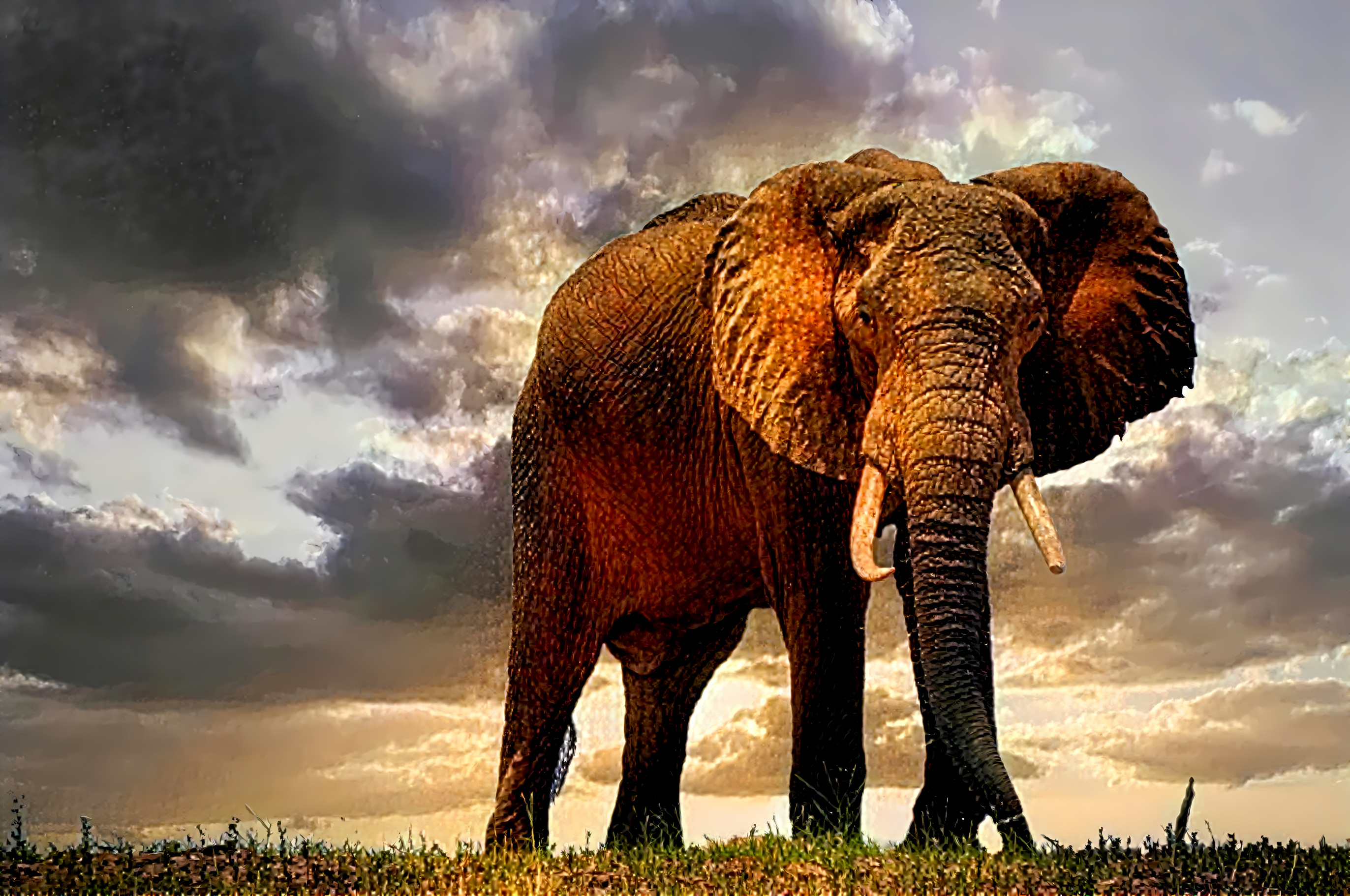 African elephant