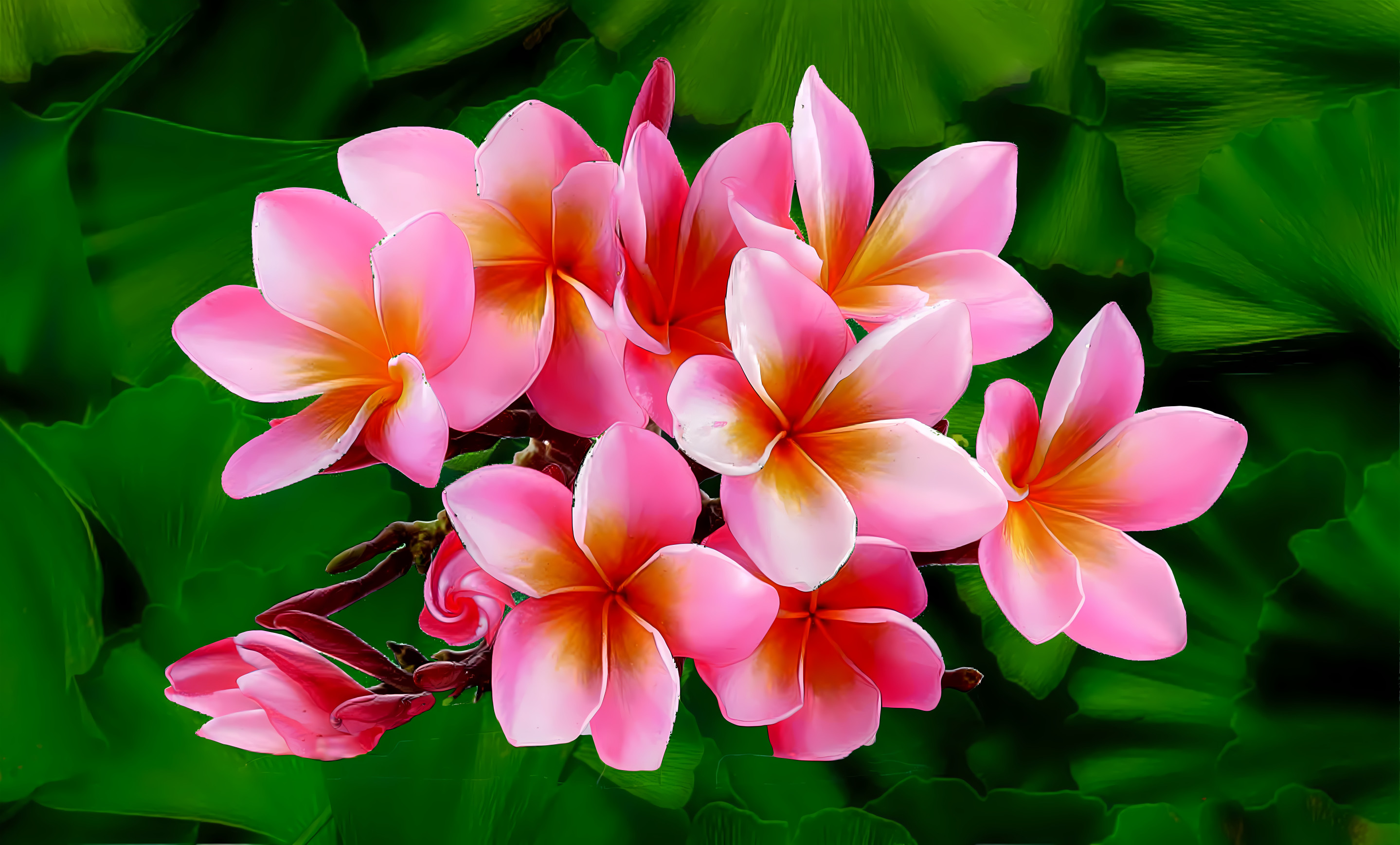 Frangipani flowers on Ginkgo leaf background