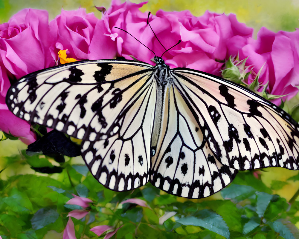 Colorful Butterfly on Black and White Wings with Pink Roses in Soft-focus Background