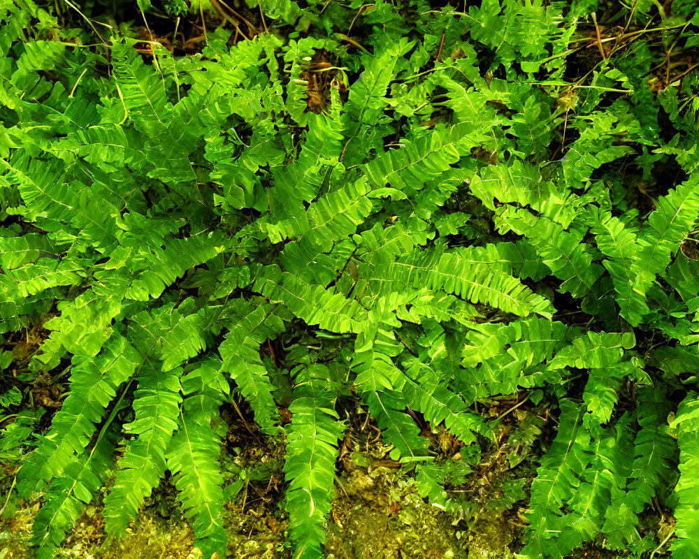 Vibrant green ferns with multiple fronds in a mossy forest setting