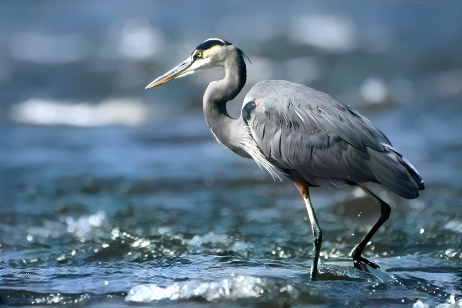 Grey heron